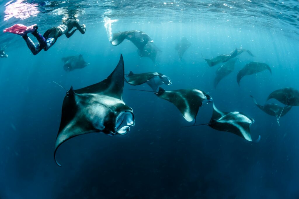 Best Month to See Manta Rays in Komodo: Lore vs Data