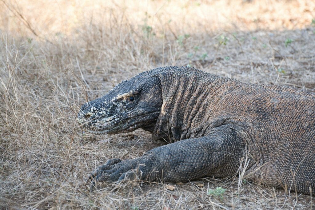 Chances of Seeing Komodo Dragons on a Day Trip