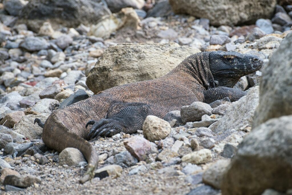 Komodo Dragon Attacks on Tourists: The Record, Honestly