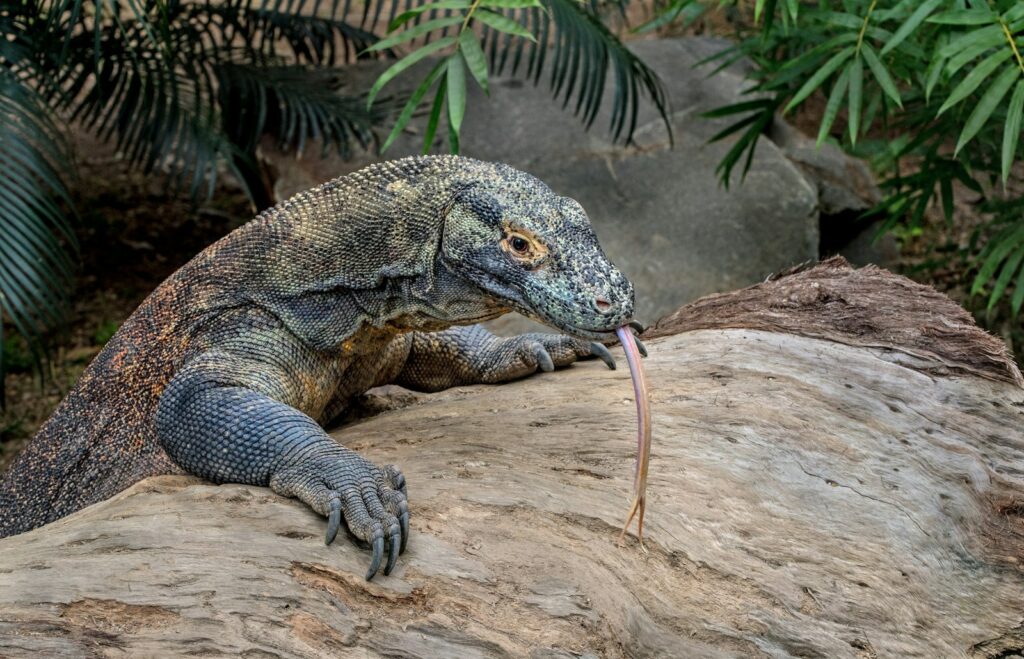 Komodo Tour Cancellation Policies: Refund Norms Compared