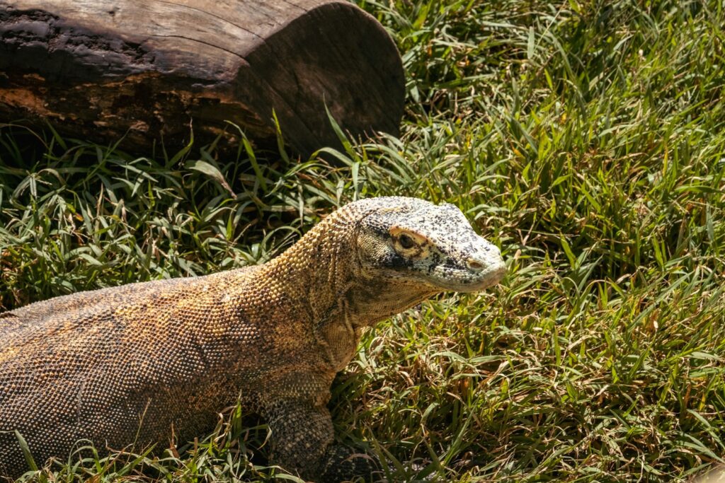 Komodo Tour Operators in Labuan Bajo: How the Reseller Layer Works