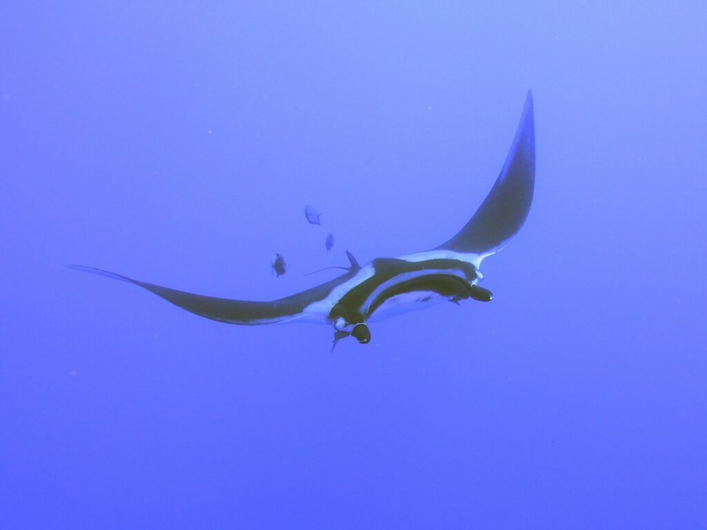 Is Manta Point OK for Beginner Snorkelers? An Honest Test