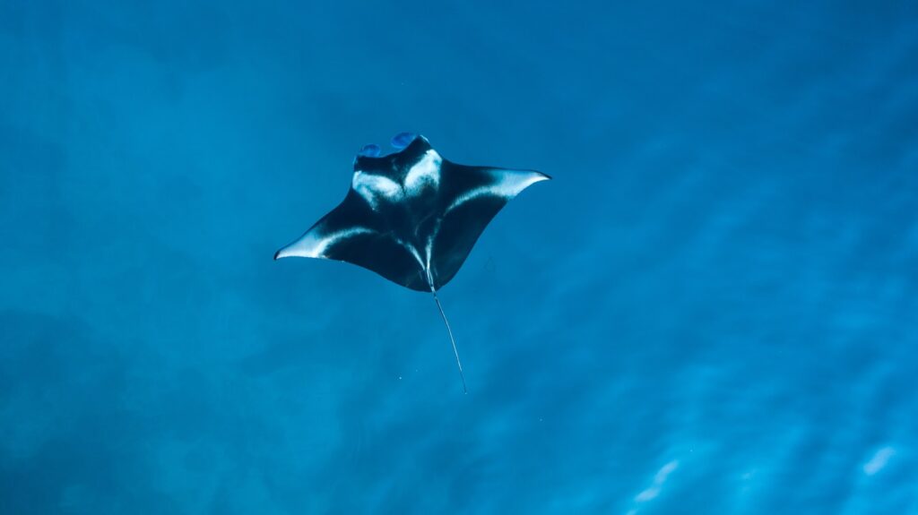 Manta Point Komodo: Drift Snorkeling Guide (No Guarantees)