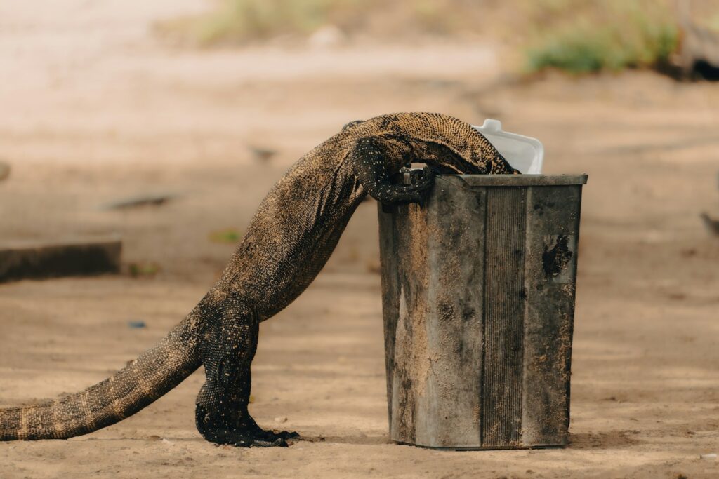Open Trip Komodo 1 Hari: Panduan Jujur dari Labuan Bajo