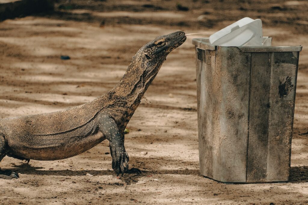 Paket Tour Komodo 1 Hari: Isi Paket & Harga 2026