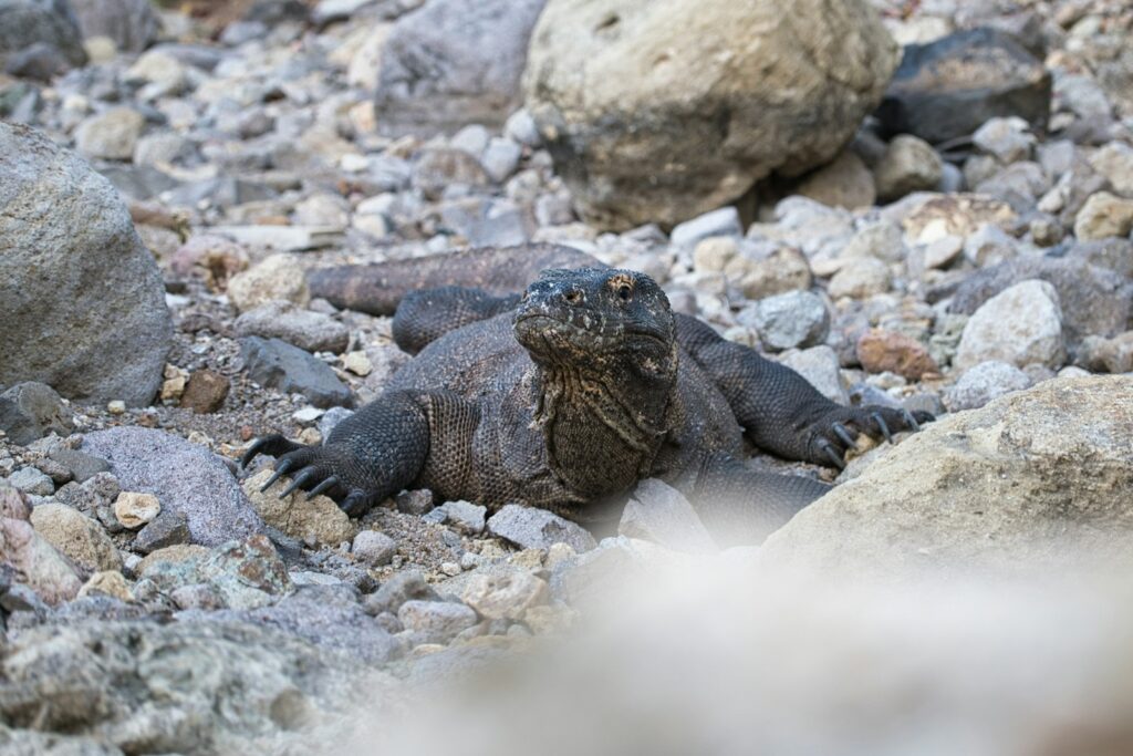 Rinca Island Day Trip: The Closer, Calmer Dragon Alternative