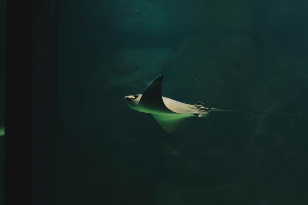 What’s Included in a Komodo Island Tour (and What Never Is)
